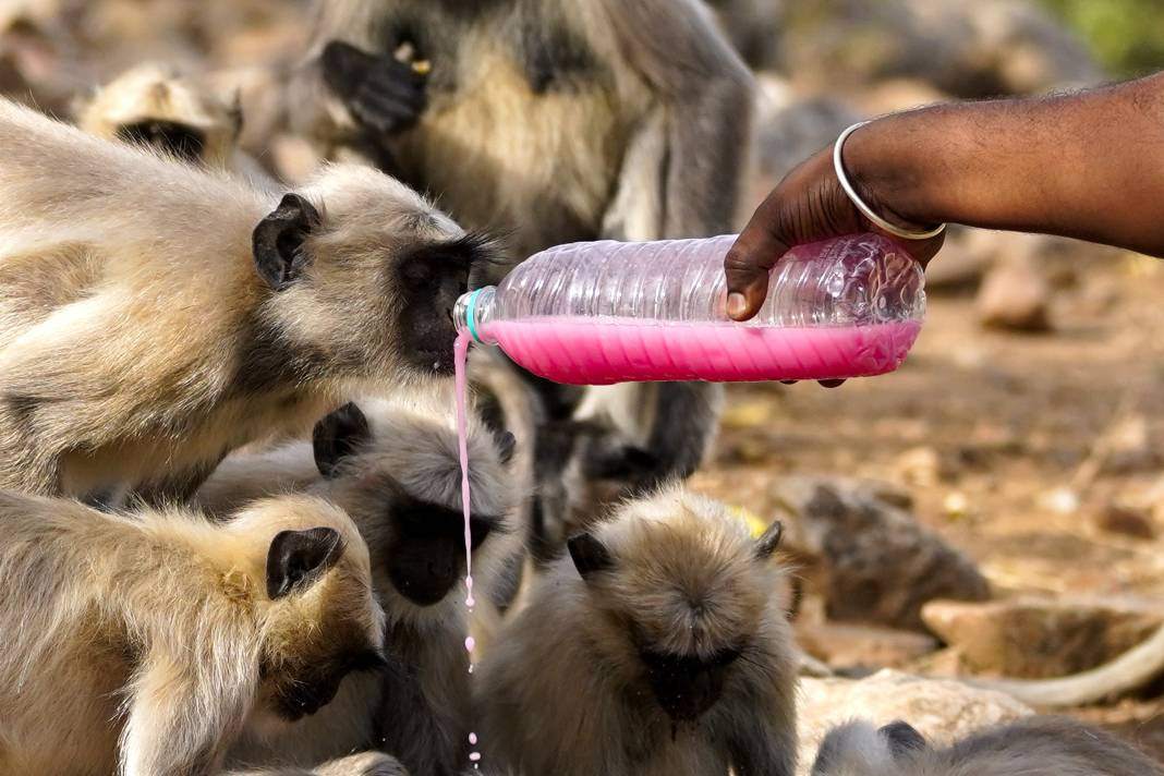 Termometreler 50 dereceyi gösterdi. Tarihin en yüksek sıcaklık rekoru - Resim: 17